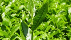 ÜRETİCİ YILLIK ALIMLAR SORGULAMA