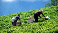 ÜRETİCİ TANITIM KARTI BİLGİLERİ SORGULAMA