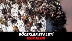 ABD’nin Nevada Eyaleti, Kan Kırmızısı Mormon Cırcır Böceklerinin İstilasına Uğradı Vatandaşlar Şoke Oldu!