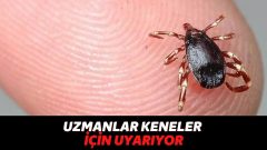 Sıcak Havanın Bastırmasının Ardından Kene Vakalarında Büyük Artış Yaşanıyor!